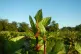 Malabar spinach