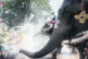 An elephant sprays water on a tourist during a Buddhist new 