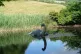 The Loch Ness Monster