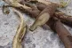 Liquorice roots