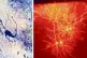 SEEING IS BELIEVING: (Left) Tyramide filled neurons from the