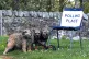 DOG DAYS: Yorkshire Terriers outside Fankerton Hut polling s