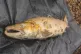 ‘THE GREAT BEAST’: His hooked lower jaw (a ’kype) is a