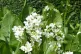 GOOD TO EAT: Horseradish flowers, featured In Root to Bloom 