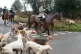 A Boxing Day Hunt near Husthwaite, North Yorkshire