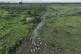 Cattle walk along an illegally deforested area in an extractive reserve near Jaci-Parana, Rondonia state, Brazil, July 12, 2023