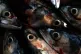 Fresh Mackerel head after being filleted on a fishermans table in the Glens of Antrim