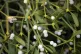 Mistletoe for sale during the annual mistletoe and holly auction at Burford House Garden Stores in Tenbury Wells, Worcestershire