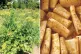 (L to R) Flowering parsnip in its second year; Oven baked parsnip with honey and mustard / Pics (L to R): Pic: Skogkatten/CC Takeaway/CC
