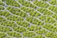 (Above) Live leaf cells of the moss Bryum capillare, showing abundant chloroplasts (green spherical bodies) and their accumulated starch granules; (below middle) a pitcher plan. Pic: Des_Callaghan/CC