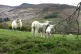 A general view of lambs on Kinder Scout in the Derbyshire Peak District