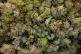 Autumnal trees in various stages of leaf drop, as seen from directly above, in the woods surrounding the River Avon as it flows through Conham and St Annes in east Bristol