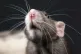Rat [Pic: Nikolett Emmert]