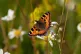 A Tortoiseshell butterfly sits on an oxeye daisy in the wild