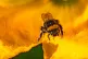 A bee collecting pollen in the city of Bristol
