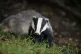 A wild badger
