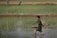 A farmer fertilizes rice seedlings in fields located along a