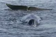 A stranded fin whale stuck on its belly, in a shallow fjord 