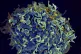 This electron microscope image made available by the US Nati