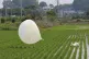 A balloon presumably sent by North Korea, is seen in a paddy