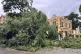 A tree uprooted by Typhoon Yagi lies on a road in Hanoi, Vie