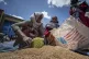 An Ethiopian woman scoops up portions of wheat to be allocat
