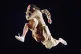 Rising to the occasion: Jacqueline Green in Lazarus