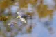 Dragonfly hover over the Leeds and Liverpool Canal in Liverp