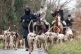 A hunt saboteur walks with the dog pack from a Boxing Day Hu