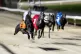 Greyhounds racing during the final night of racing at Crayfo