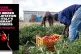 Migrant workers employed in Italy's agriculture sector