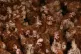 Stock photo of a brood of hens