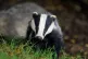 It has been estimated that more than 30,000 badgers have bee