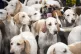 Hounds wait before the Grove and Rufford Hunt sets off from 