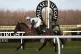 Field of Exhibition ridden by Danny McMenamin crosses the fi