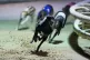 Cricket Post leads the race at Perry Barr Greyhound Stadium,