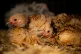 Chickens rest in their pens after judging has finished in th