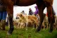 Hunters gather at the annual Boxing Day meet of the Duke of 