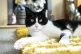 Zebby, owned by Genevieve Moss from Derbyshire, is announced