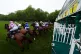 Runners and riders break from the stalls during the Unibet H