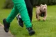 Four-month-old XL bully Stormi plays during a protest agains