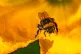 A bee collecting pollen in the city of Bristol