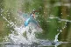 A Kingfisher on the Avalon Marshes, Somerset, August 28, 202