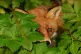A fox on the banks of the Dodder River in Dublin
