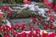 Rosa Luxemburg’s tomb prior to the vandalism