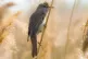 The Great Reed Warbler