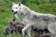 Scotland's only wolf pack, father Tor with his six new cubs,