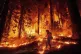 
A firefighter uses a drip torch to burn vegetation while tr