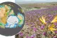 (L to R) The supercontient Gondwana 420 million years ago; r