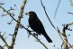 A blackbird’s alarm call can be seen as an example of altr